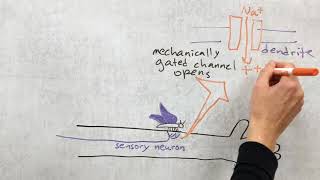 Introduction to somatosensory system [upl. by Ledeen]