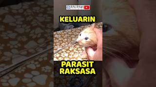 Ulat besar di hidung kucing doain biar lancar [upl. by Lean]