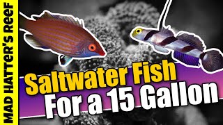 Top 10 Saltwater Fish For a 15 Gallon Aquarium [upl. by Yssac584]