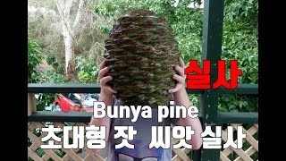 몽키퍼즐트리 Bunya pine Araucaria bidwillii 씨앗 지베를린 사전작업 [upl. by Kolnick]