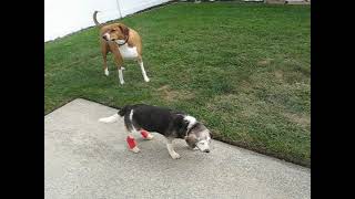 HOH Beagle Misty Haze Outside Walking Cysts After Abscess Strikes Back Myasthenia Gravis Daze Names [upl. by Reinaldo]