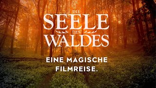 Die Seele des Waldes  LiveFilm von amp mit Stefan Erdmann [upl. by Eggett]