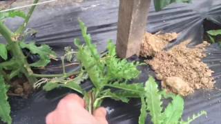 Aphid Resistant Tomatoes [upl. by Sidwel]