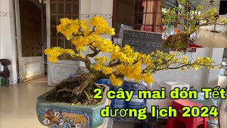 Xử lý 2 cây mai đón Tết dương lịch 2024 [upl. by Suzann]