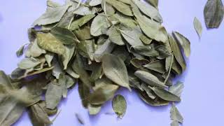 The Health Benefits of Buchu Tea [upl. by Dorita148]