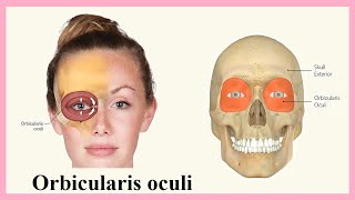 orbicularis oculi [upl. by Eaj]