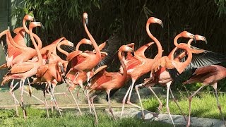 Vogelgrippe ist überstanden I Tiergarten Schönbrunn [upl. by Akinehc]