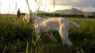 Spinone italiano starna 11 [upl. by Enimzzaj366]