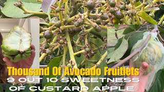 23 Nov 2024 CUSTARD APPLE 9 out 10 SWEETNESS  THOUSANDS AVOCADO 🥑🇦🇺😊🌼 [upl. by Ecnerret144]