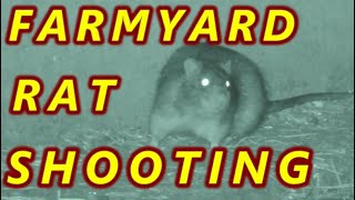 FARMYARD RAT SHOOTING  Air Arms amp BSA [upl. by Lad]