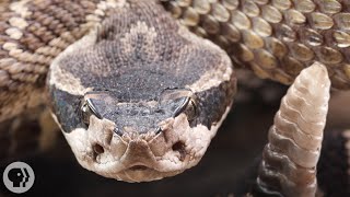 Look Inside a Rattlesnakes Rattle  Deep Look [upl. by Nyltyak]