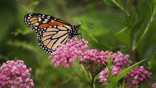 Milkweed For Monarchs [upl. by Avert]