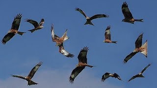 Birds Flying in Slow Motion  Red Kite Bird Extravaganza [upl. by Parker412]