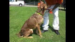 B2 Doberman Pinscher Great Dane Mix [upl. by Ferna]