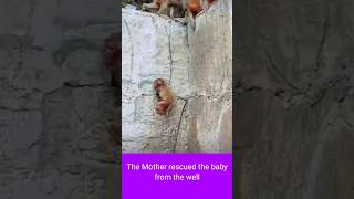 The Mother Monkey Rescued the baby from the well [upl. by Aesoh]