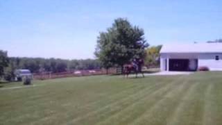 American Saddlebred Horses Country English Pleasure [upl. by Ahseiat769]