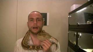 Boa Constrictor Breeder Website  Signature Snakes [upl. by Hermon]