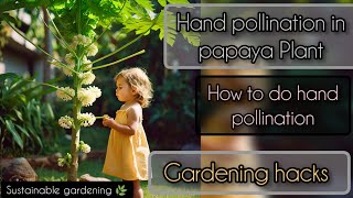 how to pollinate papaya flowers you must watch this video pollination Payapaflowers ytvideos [upl. by Attem]