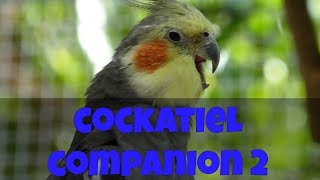 Cockatiel Companion 2 60 minutes of Cockatiel Sounds for your Pet Cockatiel CockatielCompanion [upl. by Danforth]