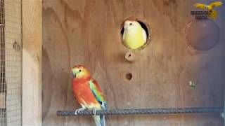 Redrump Mutation Lutino Redrump Parakeets [upl. by Llimaj148]