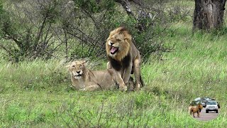 Casper The White Lion And Brothers Produced Many Cubs In The Satara Lion Pride [upl. by Mcginnis]