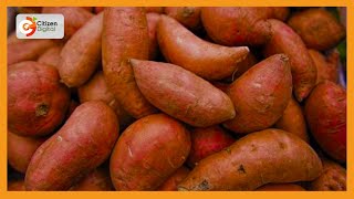 Orangefleshed sweet potato farming thriving in Samburu [upl. by Gwenneth]