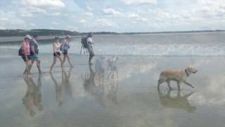 Sables mouvants au Mont SaintMichel [upl. by Offen]