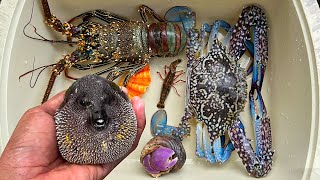 Tangkap ikan buntal dan kelomang siput keong kepiting ikan laut ikan hiu lobster udang [upl. by Sugna217]