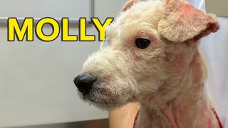 The Dog Rescuers Mollys Story  Heavy Petting [upl. by Leahicm]