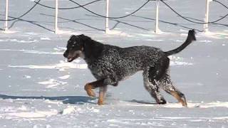 Saluki Puppies Snow Day 11 22 2015 [upl. by Wiburg]