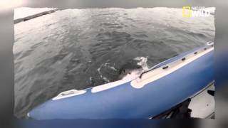 Un requin blanc mord le flotteur dun bateau de touriste [upl. by Levin]