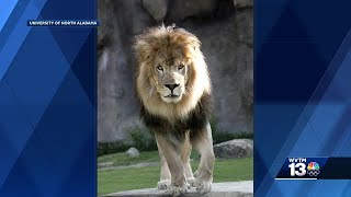 University of North Alabama mourns the loss of real lion mascot Leo III [upl. by Susanne]