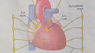 16SA Node  AV Node and Different types of potentials  video 16th from CVS  cardiac AP [upl. by Dunaville677]