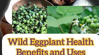 Wild Eggplant Health Benefits and Uses [upl. by Oiludbo]