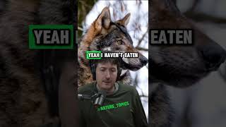 Eating Wolf Meat Glenn Villeneuves Wilderness Survival Story  Joe Rogan Experience shorts jre [upl. by Ainesy]