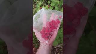 Picking some invasive wineberries rubus phoenicolasius wineberry eattheweeds foraging [upl. by Naujyt799]