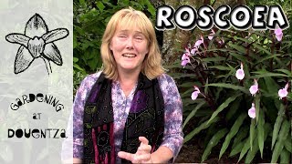 Roscoea Care How to Grow Hardy Ginger  12 of 30 my month of perennials [upl. by Aldis411]