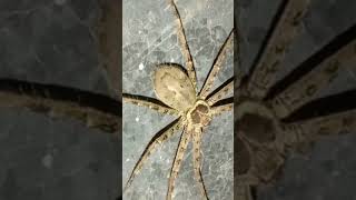 viral short video 🕸️🕷️🕸️ [upl. by Ttemme243]