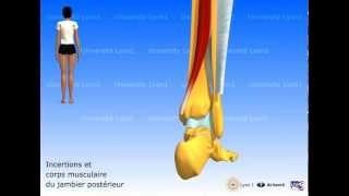 Les muscles de la jambe  loge post  plan profond [upl. by Iaverne]