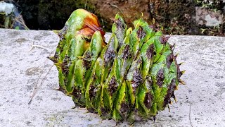 Bunya Bunya Cone Araucaria bidwillii Harvesting in Mountain Stream [upl. by Zinah87]