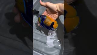 Beautiful Marine Fish 🐠  Majestic Angelfish 🐟shorts petsvlog fish marine yputubeshorts [upl. by Feliza]