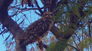 Endangered Pueo Hawaiian Owl on Oahu Asio Flammeus [upl. by Oicirtap]