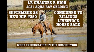 LR CHANCES R HIGH 2021 AQHA BAY GELDING HES HIP 250 BILLINGS LIVESTOCK HORSE SALE SEPTEMBER 28 [upl. by Coulombe]