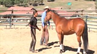 Parelli Liberty Horse Training  Four Savvys DVD Excerpt [upl. by Phelps]