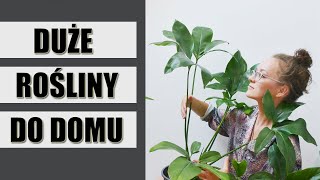 16 DUŻYCH ROŚLIN doniczkowych do domu [upl. by Yseult]