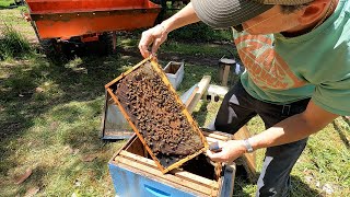 Setting Up New Bee Hives  Honey Bees For Farm  Starting Old Byrd Farm Apiary  HONEY IM HOME [upl. by Ansilma]