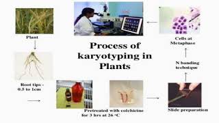 Process of Karyotyping in Plants [upl. by Noraed]