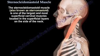 Anatomy Of The Sternocleidomastoid Muscle  Everything You Need To Know  Dr Nabil Ebraheim [upl. by Eecram481]