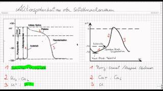 Aktionspotential an Schrittmacherzellen [upl. by Bachman]