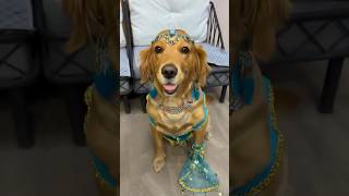 31 Funny videos 2024 Animals Dog Adventures 😹🐶funny petshow petslover funnyanimals [upl. by Quintina972]